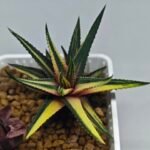 Haworthia Pumila Variegated - 8