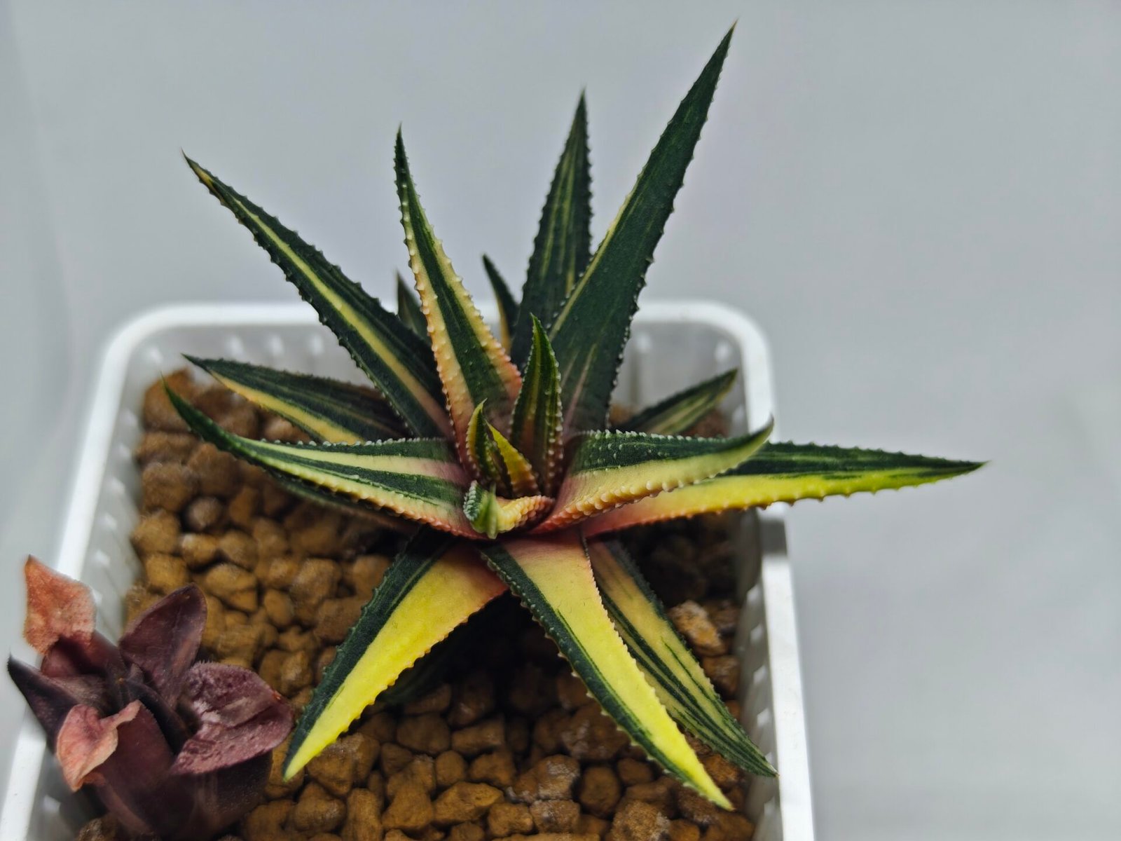 Haworthia Pumila Variegated - 8