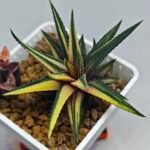 Haworthia Pumila Variegated - 9