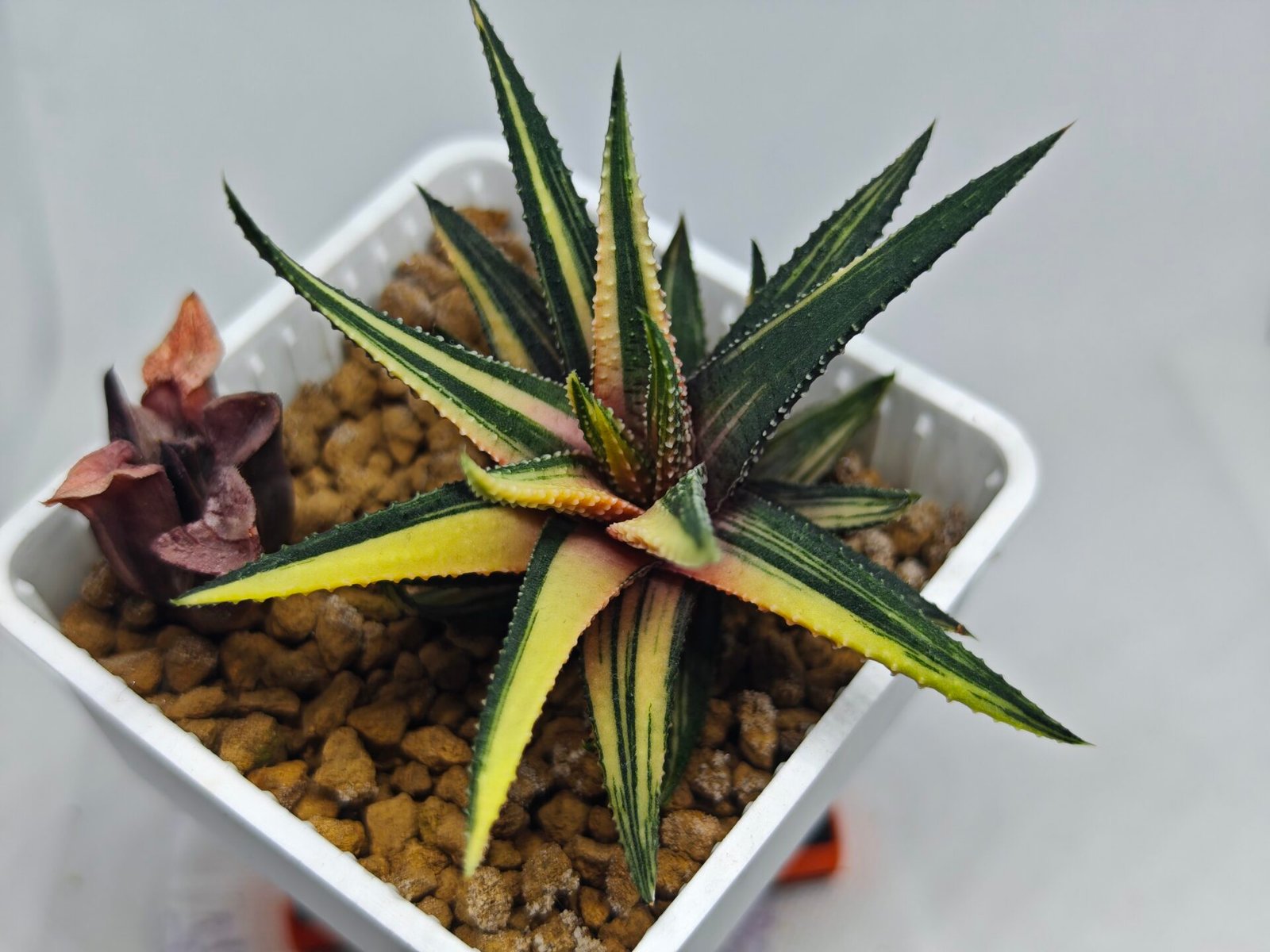 Haworthia Pumila Variegated - 9