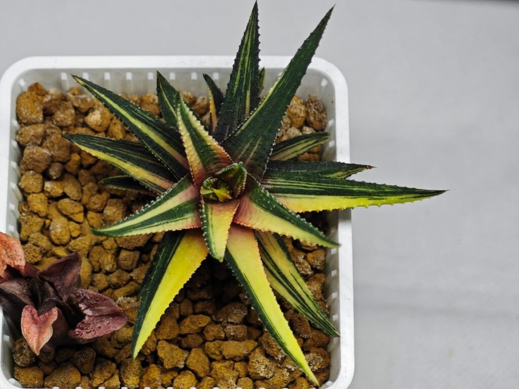 Haworthia Pumila Variegated - 10