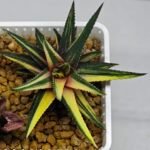 Haworthia Pumila Variegated - 10