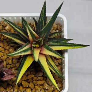 Haworthia Pumila Variegated - 10