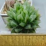 Haworthia cv. Marble Variegated - 1