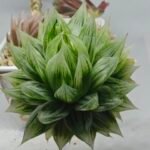 Haworthia cv. Marble Variegated - 2