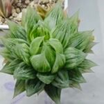 Haworthia cv. Marble Variegated - 3