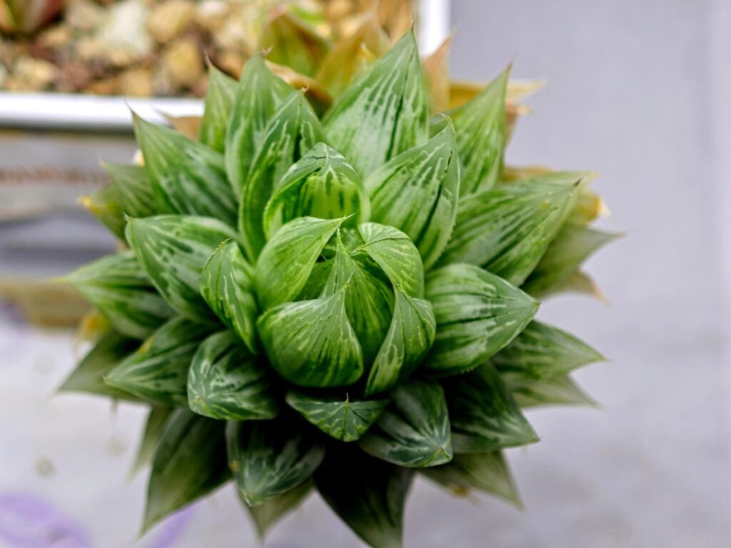 Home 4 Haworthia cv. Marble Variegated - 4