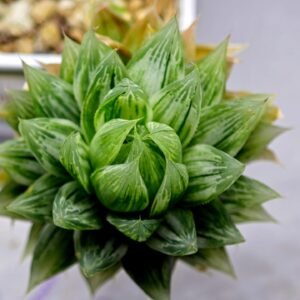 Haworthia cv. Marble Variegated - 4