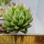 Haworthia cv. Marble Variegated - 2