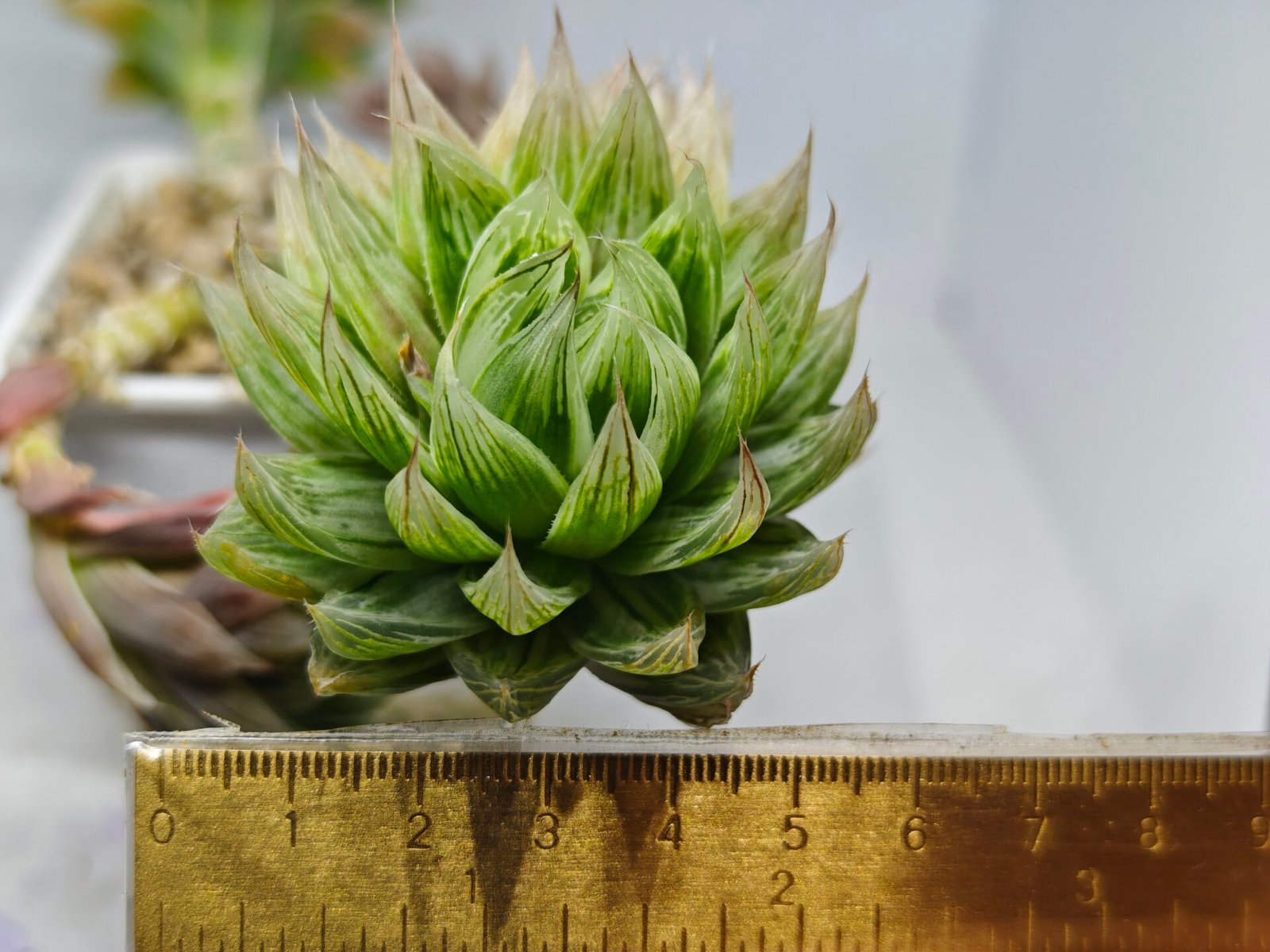 Haworthia cv. Marble Variegated - 2