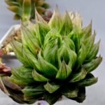 Haworthia cv. Marble Variegated - 3