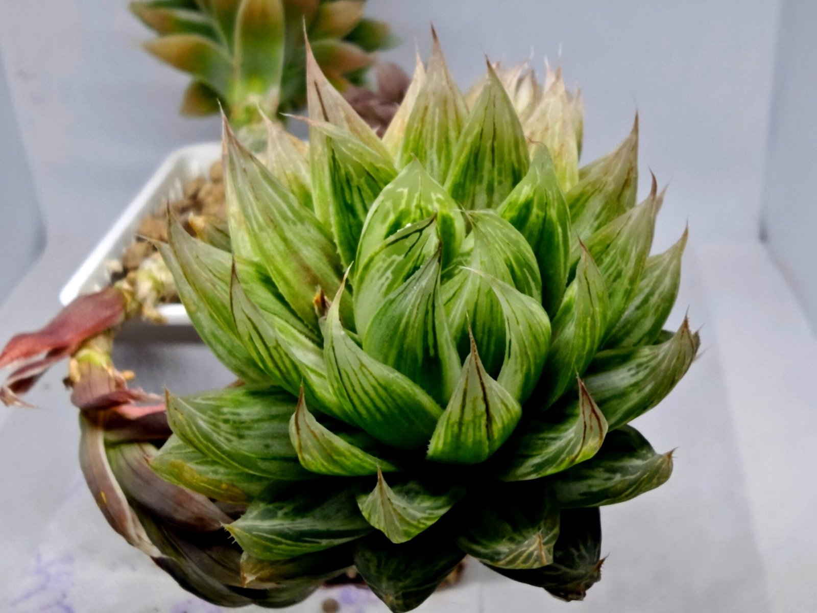 Haworthia cv. Marble Variegated - 3