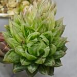Haworthia cv. Marble Variegated - 1