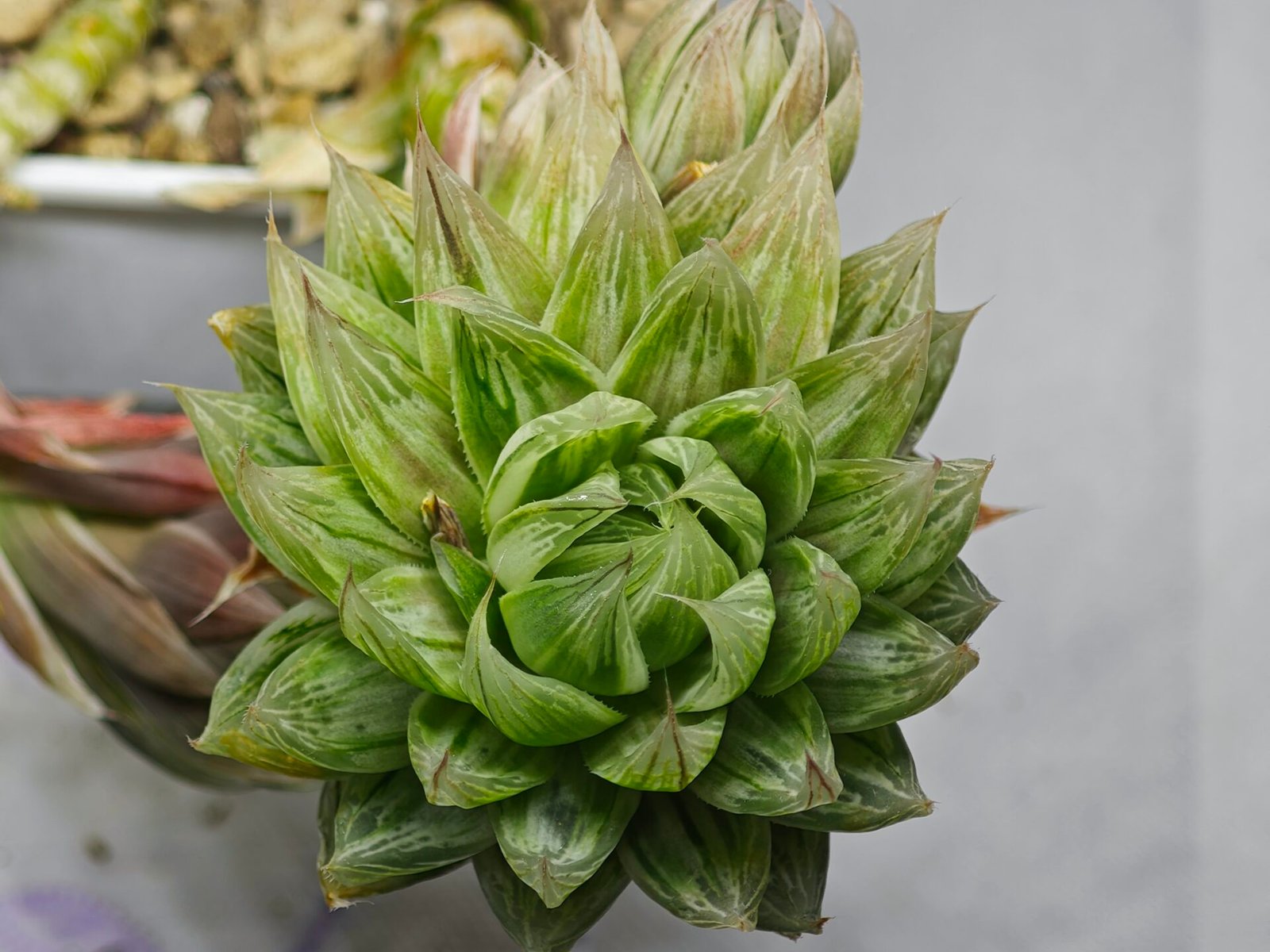 Haworthia cv. Marble Variegated - 1