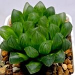 Haworthia Obtusa ‘Yamada Black’ [霓虹灯锦玉露] - 2