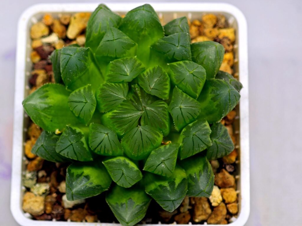 Haworthia Obtusa ‘Yamada Black’ [霓虹灯锦玉露] - 1