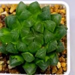 Haworthia Obtusa ‘Yamada Black’ [霓虹灯锦玉露] - 1