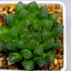 Haworthia Obtusa ‘Yamada Black’ [霓虹灯锦玉露] - 1