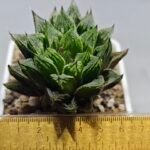 Haworthia cv. “Kegazato” - 1