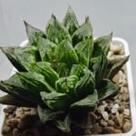 Haworthia cv. “Kegazato” - 2
