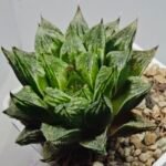 Haworthia cv. “Kegazato” - 3