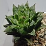 Haworthia cv. “Kegazato” - 4