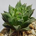 Haworthia cv. “Kegazato” - 5