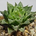 Haworthia cv. “Kegazato” - 6