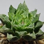 Haworthia cv. “Kegazato” - 7