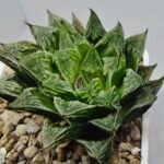 Haworthia cv. “Kegazato” - 8