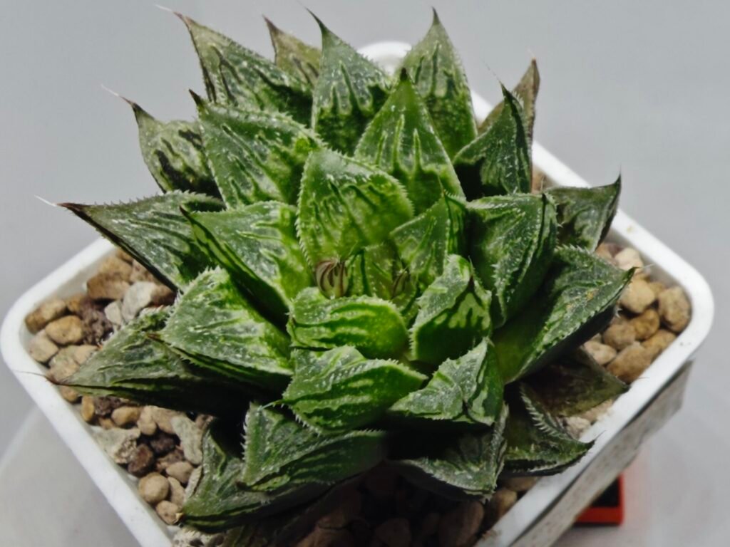 Home 8 Haworthia cv. “Kegazato” - 9