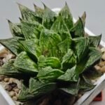Haworthia cv. “Kegazato” - 9