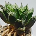 Haworthia cv. “Kegazato” - 10