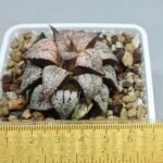 Haworthia Picta Maki [牧] - 1