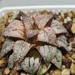 Haworthia Picta Maki [牧] - 2