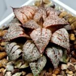 Haworthia Picta Maki [牧] - 3