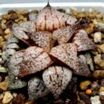Haworthia Picta Maki [牧] - 4