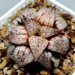 Haworthia Picta Maki [牧] - 5