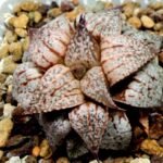 Haworthia Picta Maki [牧] - 6