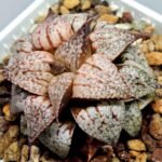 Haworthia Picta Maki [牧] - 7