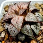 Haworthia Picta Maki [牧] - 8
