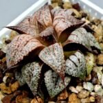 Haworthia Picta Maki [牧] - 9