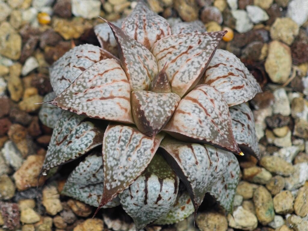 Haworthia Picta Maki [牧] - 10
