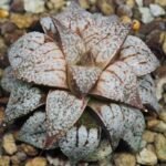 Haworthia Picta Maki [牧] - 10
