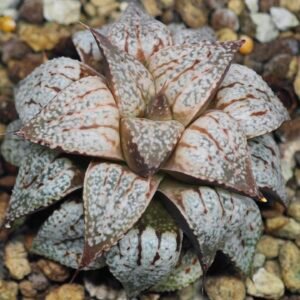 Haworthia Picta Maki [牧] - 10