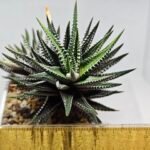 Haworthiopsis attenuata cv. ‘Jyuni no Hikari’ (Super Zebra) - 1