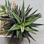Haworthiopsis attenuata cv. ‘Jyuni no Hikari’ (Super Zebra) - 2
