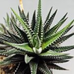 Haworthiopsis attenuata cv. ‘Jyuni no Hikari’ (Super Zebra) - 3