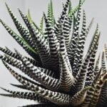 Haworthiopsis attenuata cv. ‘Jyuni no Hikari’ (Super Zebra) - 4