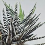Haworthiopsis attenuata cv. ‘Jyuni no Hikari’ (Super Zebra) - 5